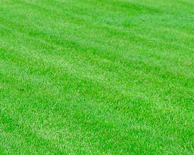 Turf Weed Control, La Grande, OR