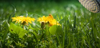 Turf Weed Control